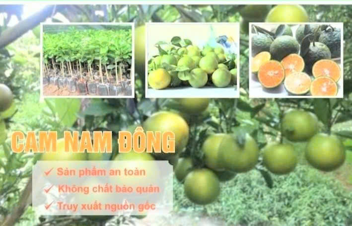 Cam Nam Đông được Cục Sở hữu trí tuệ cấp nhãn hiệu tập thể. Ảnh: Nguyễn Tuấn