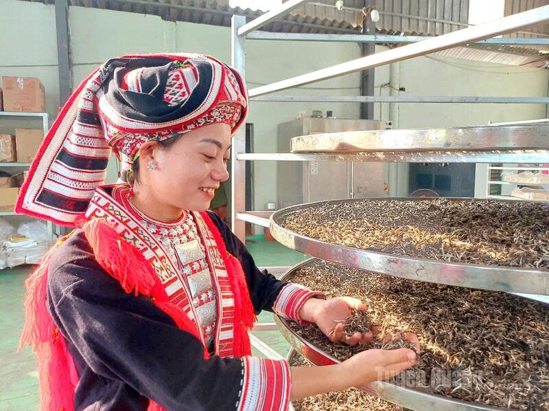Cây chè Shan tuyết đã trở thành sinh kế bền vững của đồng bào dân tộc Dao, thôn Sơn Quang, xã Thông Nguyên.