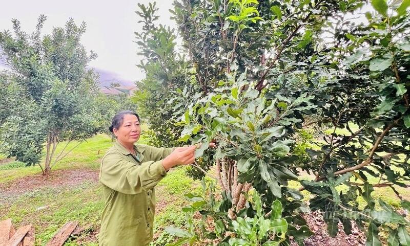 Người dân xã Kbang trồng cây macca
