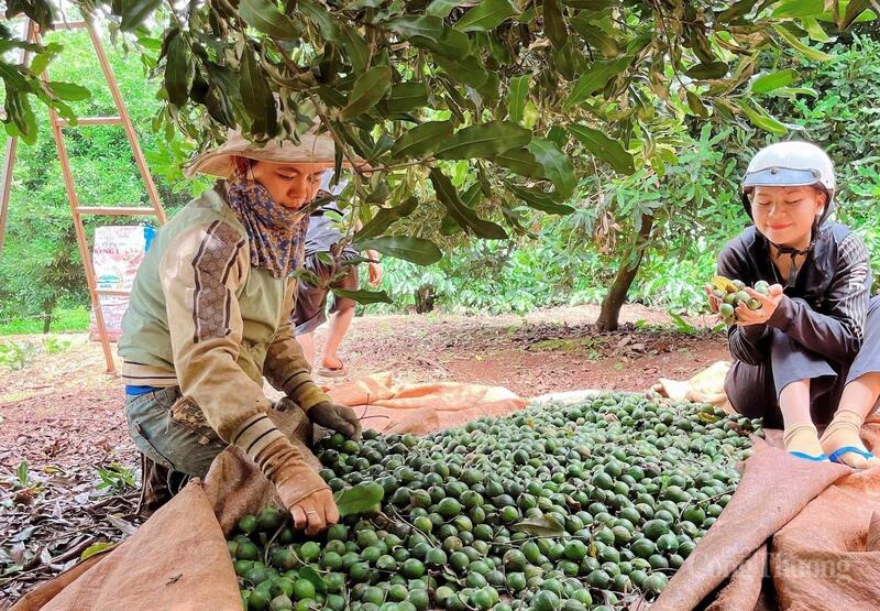 Hạt macca tạo sinh kế ổn định cho nhiều hộ dân.