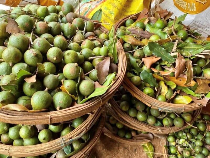 Gia Lai phấn đấu tổng diện tích trồng macca đến năm 2030 đạt 4.045 ha.