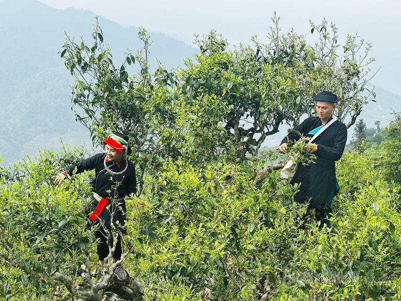 Người Dao xã Thanh Thủy thu hoạch chè Shan tuyết cổ thụ trên dãy Tây Côn Lĩnh, tỉnh Tuyên Quang mới