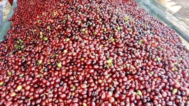 Giá cà phê Robusta xuất khẩu dao động từ 3.396 đến 6.520 USD/tấn. Ảnh: TTXVN