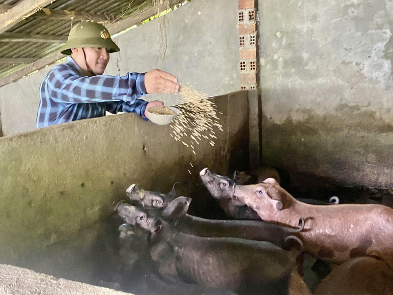 Anh Đinh Văn Hoàng kiếm hàng trăm triệu mỗi năm nhờ kết hợp chăn nuôi heo và trồng keo. Ảnh: Nguyễn Dương
