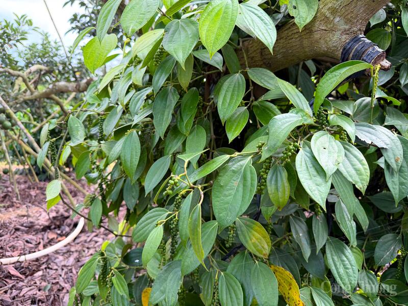 Cây hồ tiêu tại Lâm Đồng. Ảnh: Hoàng Chiến