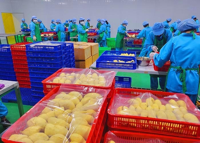 Các doanh nghiệp đã nỗ lực tìm kiếm thị trường và tăng cường xuất khẩu sầu riêng đông lạnh. Ảnh minh họa