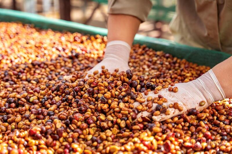 Cà phê là mặt hàng xuất khẩu chủ lực của tỉnh Gia Lai. Ảnh: Hiền Mai