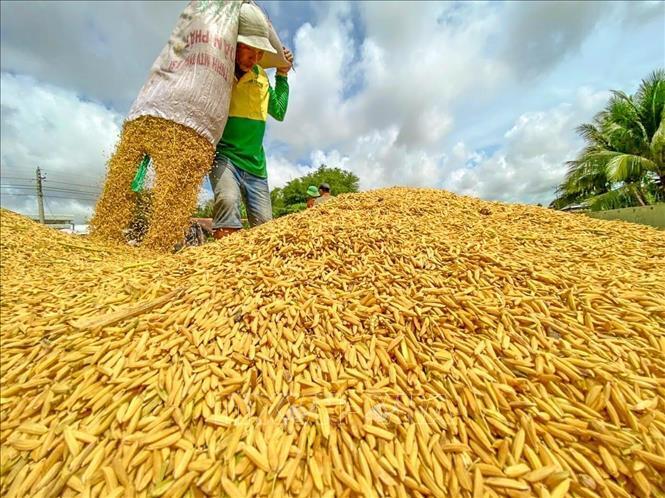 Tổng sản lượng lúa năm 2025 ước khoảng 43 - 43,5 triệu tấn. Ảnh: Nguyễn Tuấn