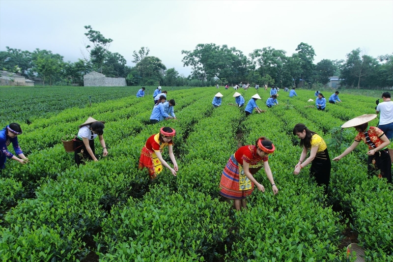 Nâng cao chuỗi giá trí sản xuất, tăng sức cạnh tranh cho hàng hóa vùng dân tộc thiểu số và miền núi. Ảnh minh họa