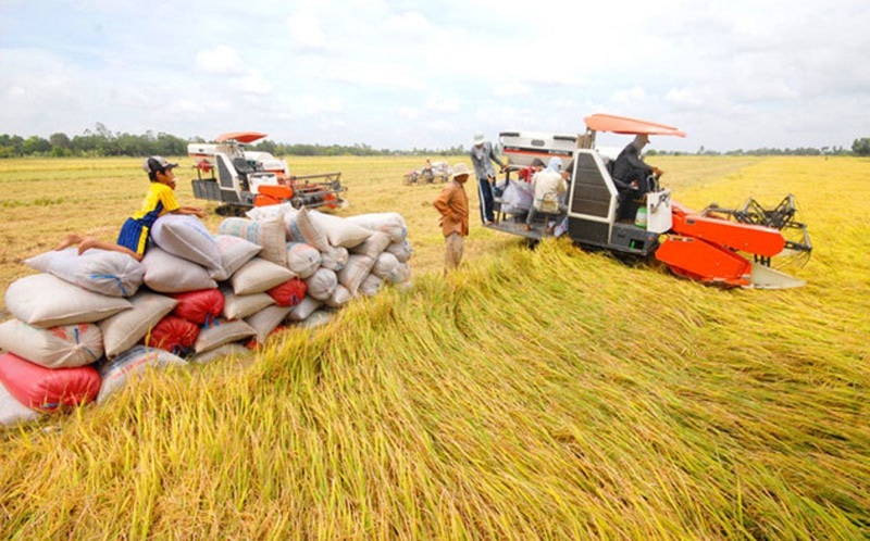 Gạo Việt duy trì đà tăng giữa cơn sốt an ninh lương thực