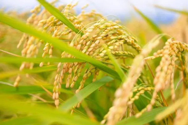 Nhóm đã sử dụng phương pháp lai tạo truyền thống để tạo ra giống lúa lai mới vừa đạt năng suất cao vừa giảm đáng kể phát thải khí mê-tan. Nguồn ảnh: Depositphoto