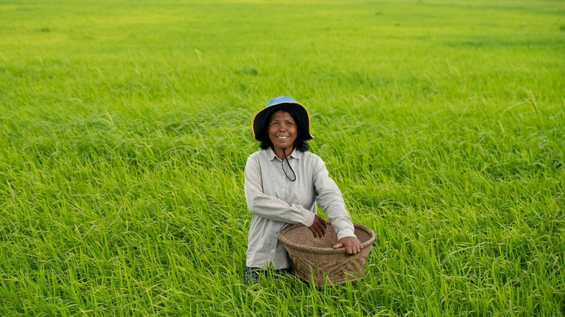 Sản xuất lúa gạo chiếm khoảng 12% lượng khí mê-tan do con người tạo ra Nguồn ảnh: Food and Agriculture