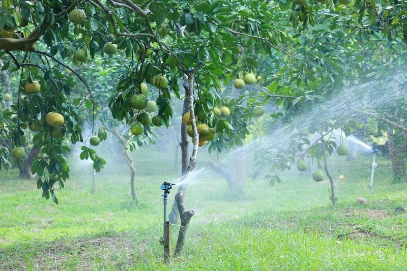Hệ thống tưới nước tự động cho vườn bưởi tại xã Thác Bà. Ảnh: Thanh Ba