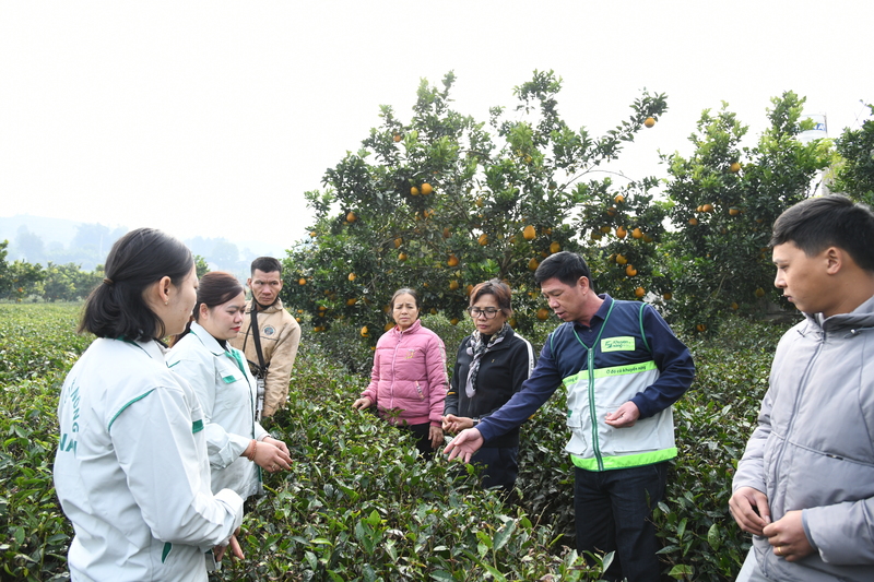 Thông tư 60/2025/TT-BNNMT là cơ sở pháp lý vững chắc để hệ thống khuyến nông tăng cường năng lực hỗ trợ nông dân giải quyết các vấn đề trong sản xuất ngay tại xã.