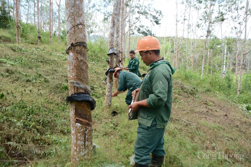 Công ty Cổ phần cao su Điện Biên tạo việc làm cho lao động địa phương hai bản Nậm Ty 1, Nậm Ty 2.