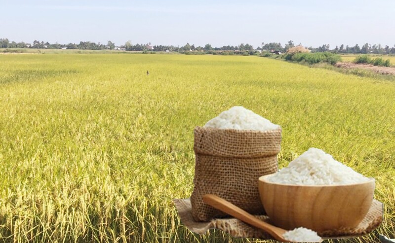 Giá lúa gạo hôm nay ngày 18/10: Gạo xuất khẩu biến động, lúa tươi chững giá. Ảnh: Thanh Minh.