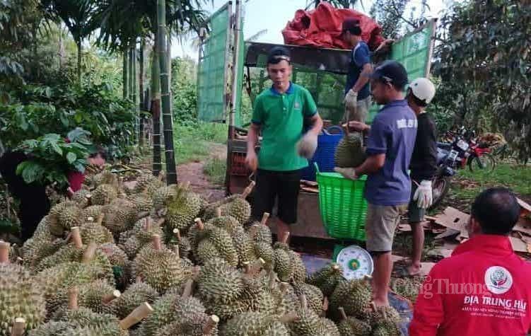Người dân buôn Briêng B thu hoạch sầu riêng. Ảnh: Vũ Long
