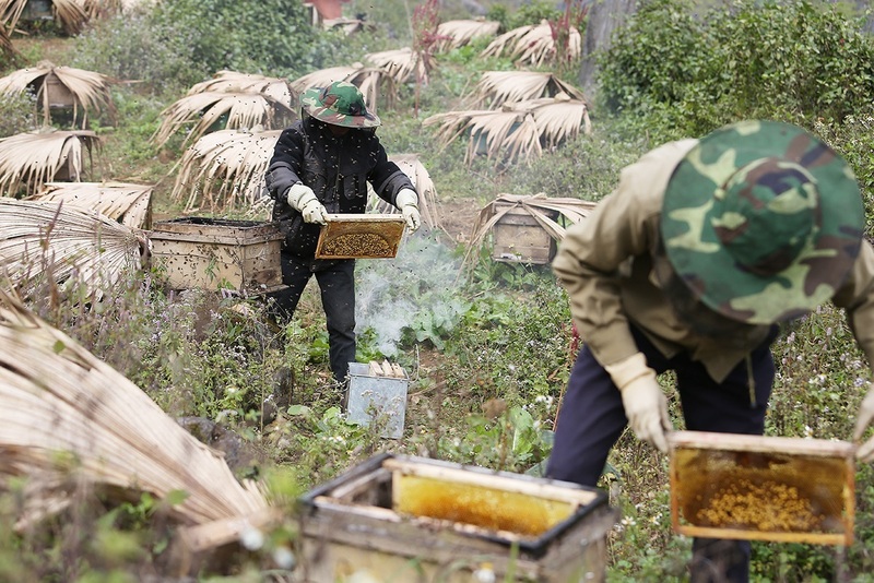 Nghề nuôi ong đòi hỏi người nuôi ong phải liên tục di chuyển ong trong năm đến các vùng có hoa nở, đồng thời sống kiểu du mục.