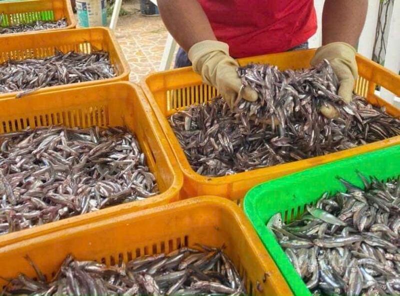Khâu chọn cá cơm tươi góp phần làm nên uy tín của các thương hiệu nước mắm lâu năm