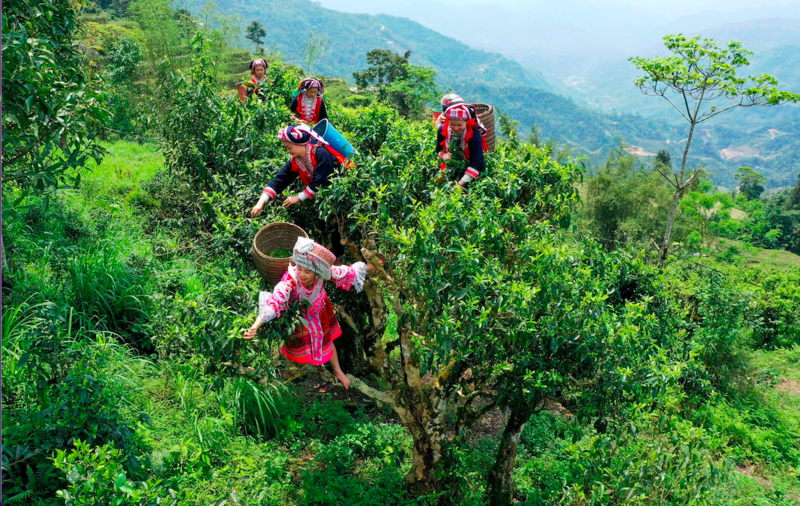 Cây chè Shan tuyết trên đỉnh Tây Côn Lĩnh đang mang lại đời sống ấm no hơn cho bà con vùng cao. Ảnh minh hoạ