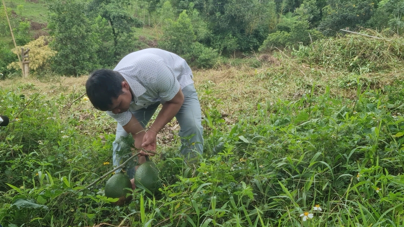 Địa bàn các xã ở A Lưới được đánh giá có tiềm năng trong việc phát triển cây dược liệu nói chung và cây gấc nói riêng. Ảnh: T. Khánh