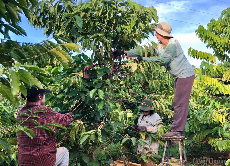Cục Sở hữu trí tuệ đã chính thức công nhận chỉ dẫn địa lý “Lâm Đồng” cho hai loại cà phê Arabica và Robusta