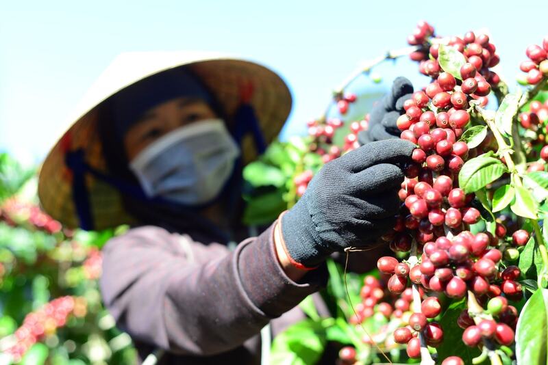 Lâm Đồng hiện có hơn 170.000 ha cà phê, sản lượng hàng năm trên 500.000 tấn (Ảnh: TTXVN)