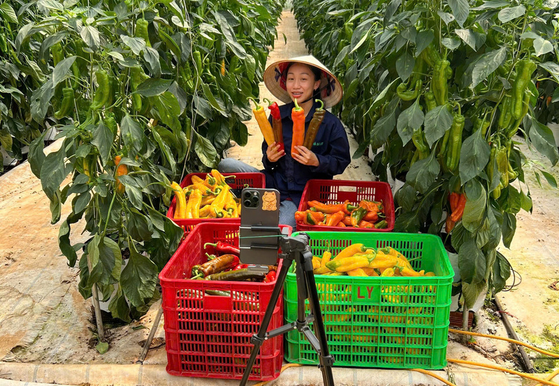 Phiên LIVE đầu tiên Thảo Mola bán ớt trái cây, chốt được 1.000 đơn, tương đương 3-4 tấn hàng