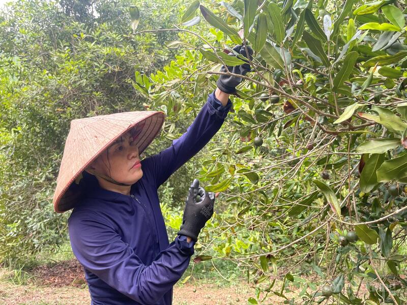 Mắc ca là cây có tiềm năng kinh tế lớn, không chỉ với Lạng Sơn mà cho cả vùng trung du, miền núi phía Bắc. Ảnh: Ngọc Hoa