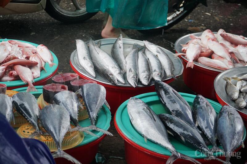 Phổ biến là: Cá nục, cá ngừ, cá chim, cá giò, cá bã trầu… các loại cá giá trị cao như cá bớp, cá mú, cá thu khá ít và giá tăng mạnh.