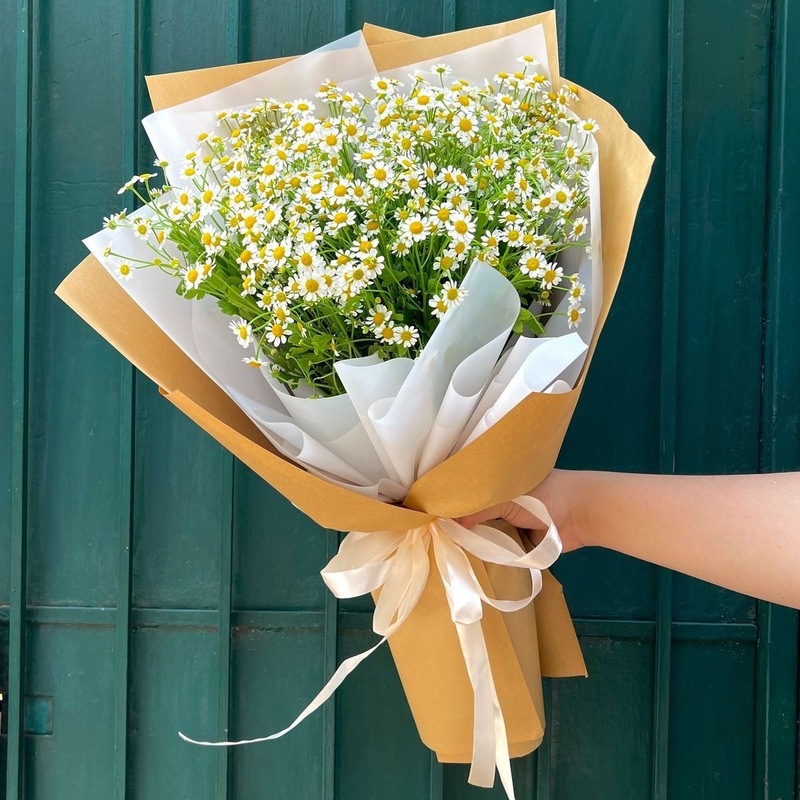 Hoa cúc vàng nở rộ đúng mùa 20/11, tượng trưng cho sự bền bỉ và lòng biết ơn giản dị