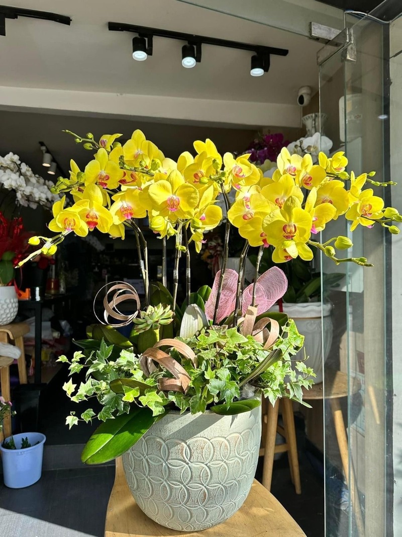 Lan hồ điệp mang vẻ đẹp tinh tế, sang trọng là món quà bền lâu thể hiện lòng kính trọng sâu sắc dành cho thầy cô.