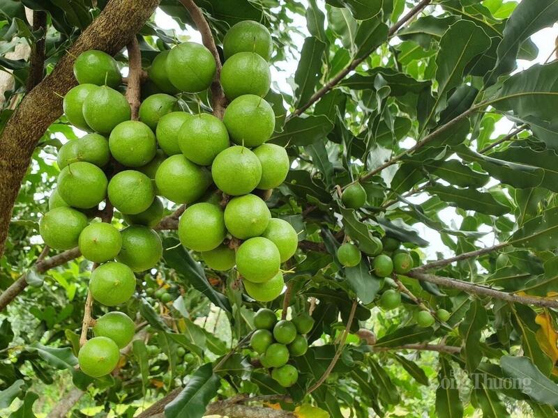 Mắc ca - nông sản nổi tiếng của Lai Châu sẽ được trưng bày tại Hội chợ mùa Thu 2025.