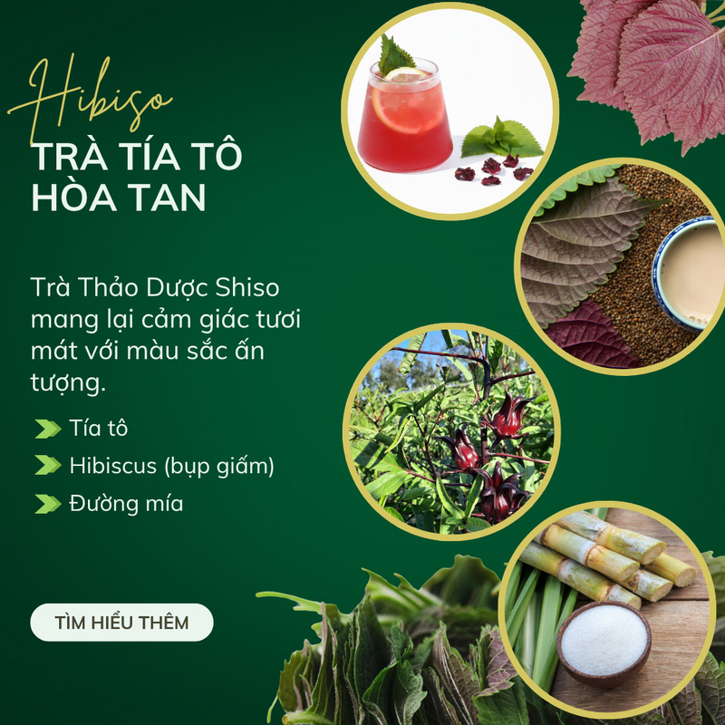 Trà tía tô Hibiso đã có mặt tại nhiều thị trường khó tính như Hà Lan, Đức, Hàn Quốc, Singapore, Malaysia