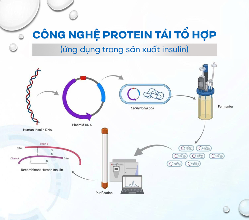 Công nghệ protein tái tổ hợp