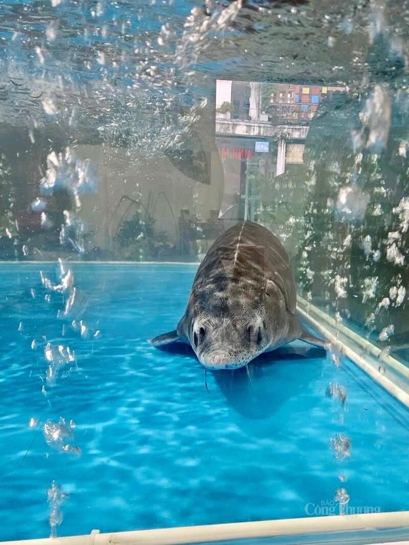 Cá tầm Siberi nặng 50kg của Hợp tác xã Dương Yến (Lai Châu) được trưng bày và đấu giá 102 triệu đồng tại Tuần lễ Nông sản Việt 2025.