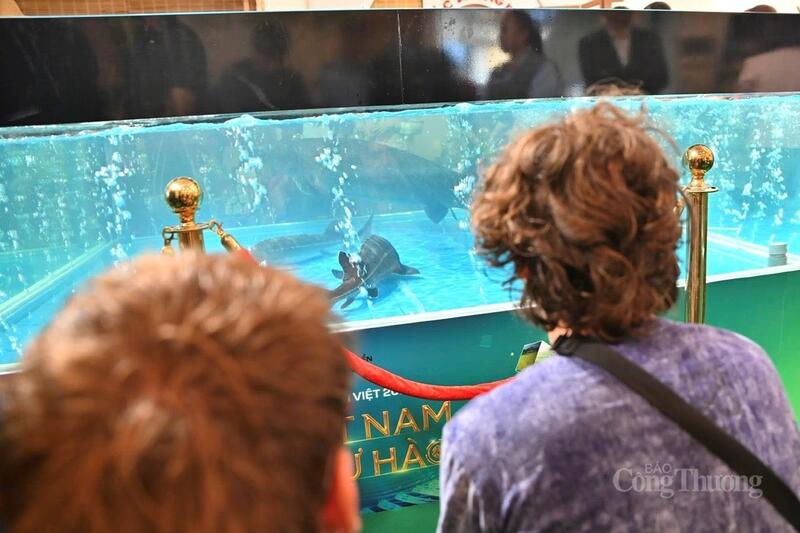 Cá tầm Siberi nặng 50kg của Hợp tác xã Dương Yến trưng bày tại Tuần lễ Nông sản Việt 2025 thu hút đông đảo du khách.