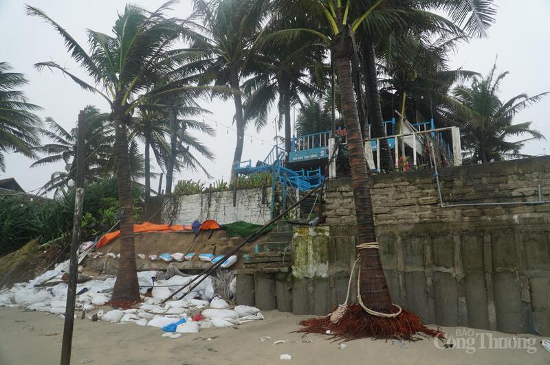 Dừa biển sâu bên trong sát khu du lịch bị sóng biển đánh trơ gốc