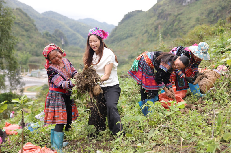 300 tấn khoai sâm đất Sìn Hồ được tiêu thụ qua TikTok Shop sau 2 tháng - 4
