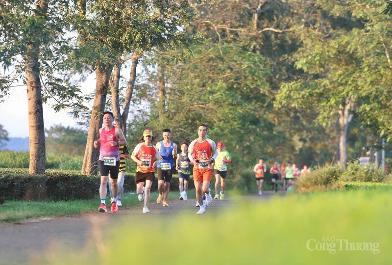 Các vận động viên chạy qua đồi chè Biển Hồ tại "Gia Lai City Trail - Giấc mơ đại ngàn 2024". Ảnh: Hiền Mai