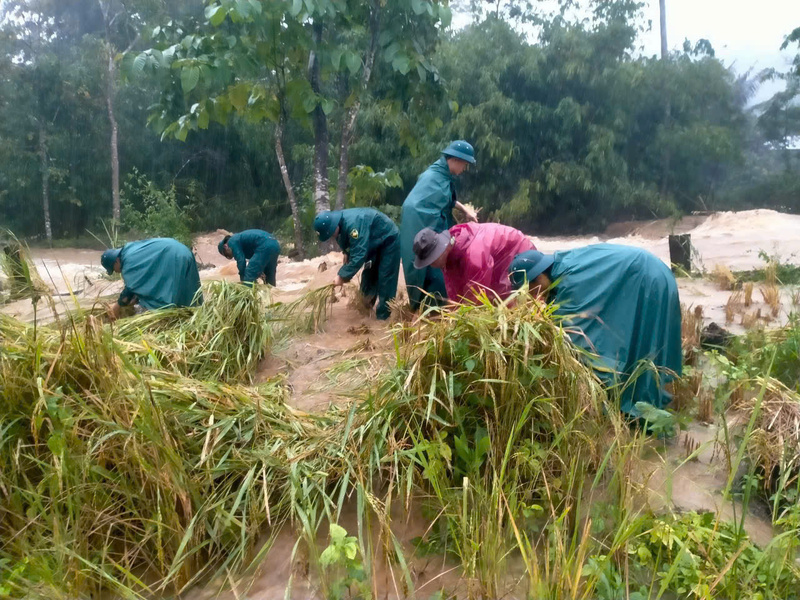 Ban Chỉ huy Phòng thủ dân sự xã La Dêê và lực lượng biên phòng giúp người dân thu hoạch lúa chạy lũ. Ảnh: Bình An