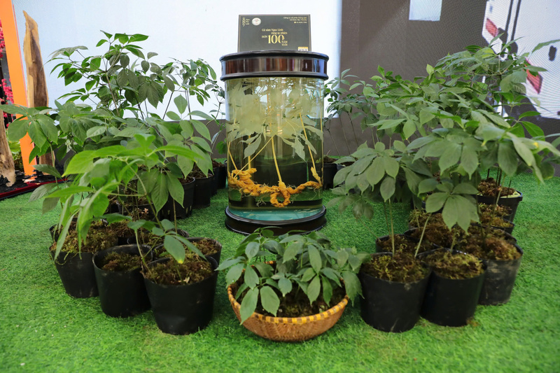 "Quốc bảo" sâm Ngọc Linh, dược liệu thế mạnh của miền núi Đà Nẵng tại Hội chợ Mùa Thu lần thứ nhất - 2025. Ảnh: Bình An