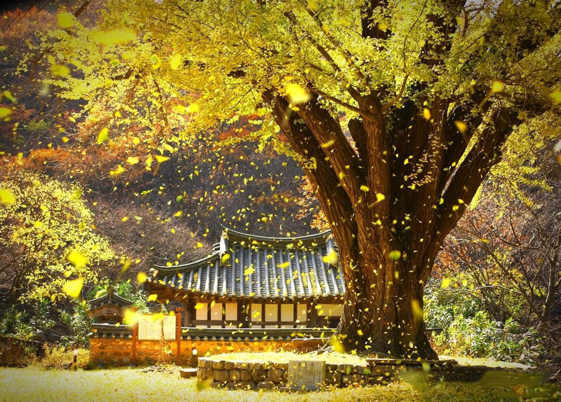 Với người Hàn Quốc, cây ngân hạnh không chỉ là biểu tượng của sự trường thọ và kiên định, mà còn là biểu trưng cho ý chí vượt qua nghịch cảnh.