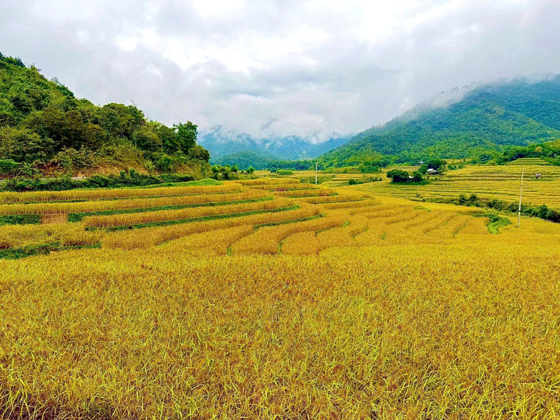 Cả vùng đất Quang Chiểu được phủ một màu vàng óng của nếp Cay Nọi