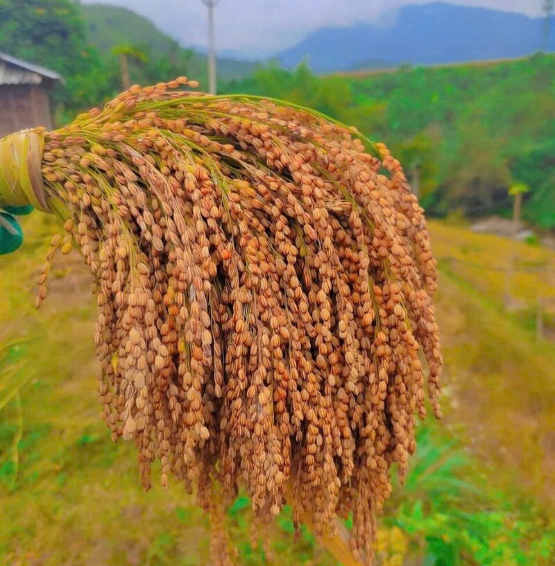 Nếp Cay Nọi, từ giống lúa đơn thuần đến sản phẩm OCOP đặc trưng vùng cao xứ Thanh