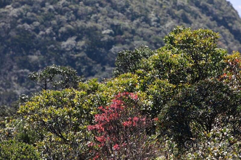 Hoa Đỗ Quyên, đào Chuông, chè và các cây bụi dạng thấp xuất hiện nhiều gần phía đỉnh ngọn núi.