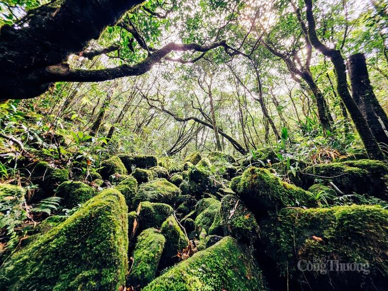 Đá phủ rêu xanh nằm dọc đường đi lên đỉnh Pa Thiên.
