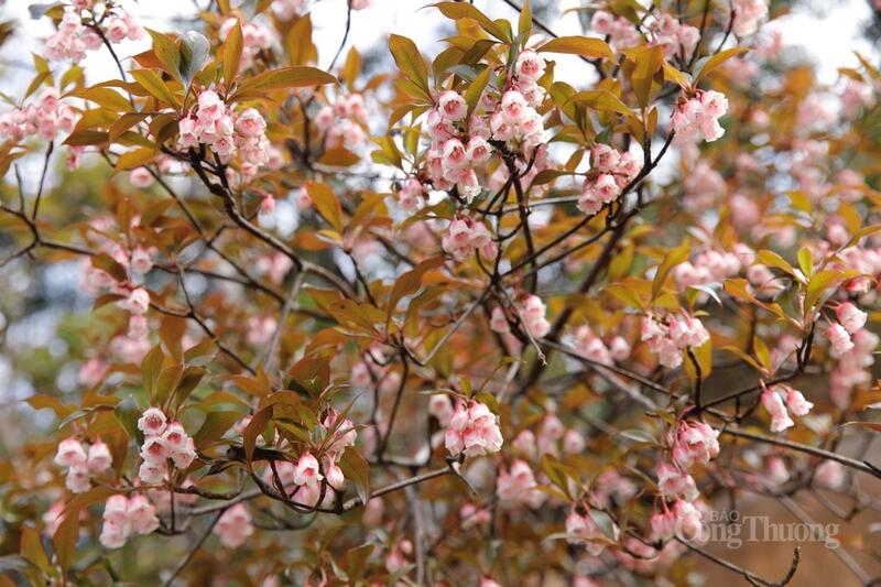 Đào chuông nở tại đỉnh Pa Thiên.