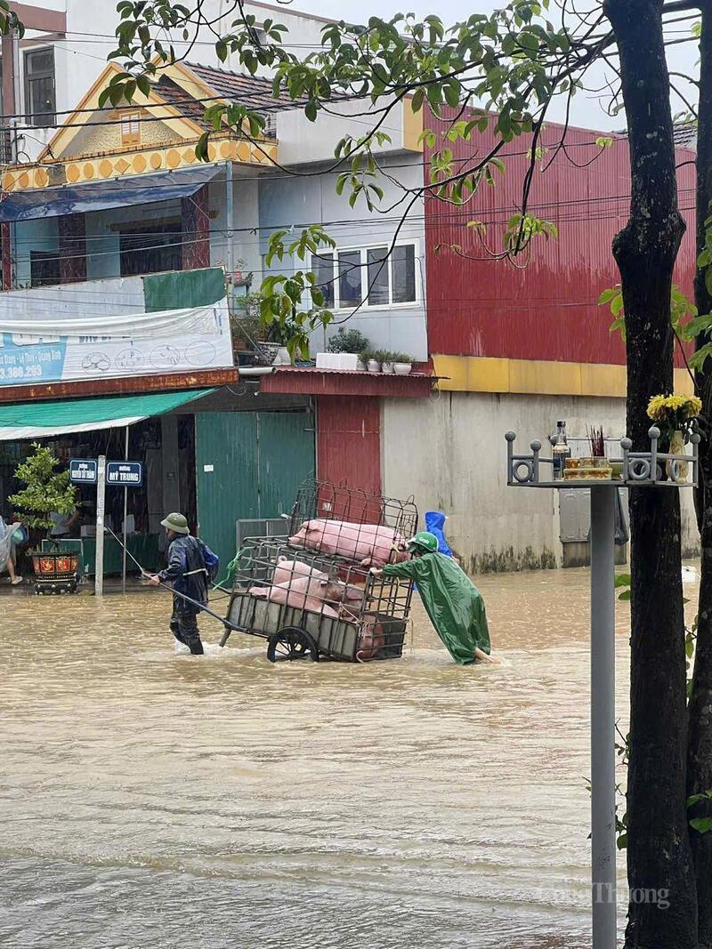 Nhân dân đưa vật nuôi đi tránh lũ