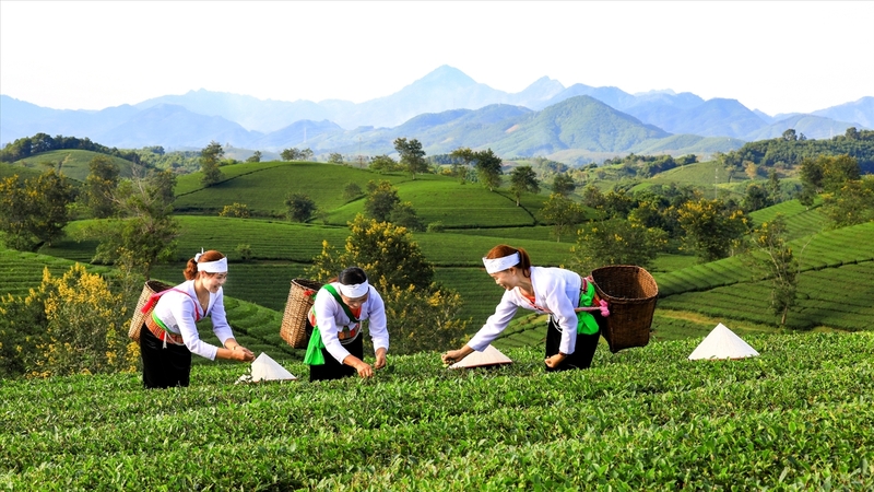 Việc xây dựng các tour tuyến trải nghiệm gắn với nông sản giúp hàng hóa của bà con tiếp cận thị trường nhanh hơn (Ảnh minh hoạ)